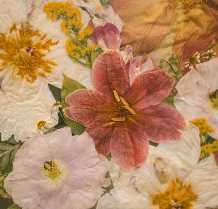 Pressed Flowers - preserved tulip
